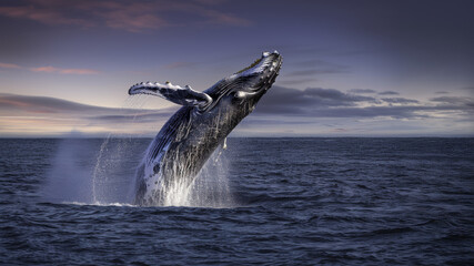 Baleine à bosse faisant un saut Au dessus de la mer à la Lumière du soir - obrazy, fototapety, plakaty