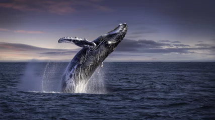 Foto op Plexiglas Baleine à bosse faisant un saut Au dessus de la mer à la Lumière du soir © Sébastien Jouve