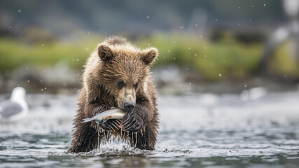 jeune ours brun en train de pêcher dans une rivière - obrazy, fototapety, plakaty