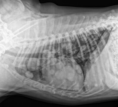 Chest x-ray of a dog with lung metastases (balloon release)