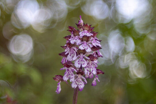 The Lady Orchid or Orchis purpurea is an orchid from the family Orchidaceae