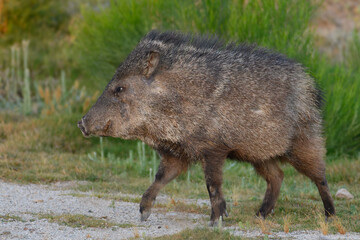 Javelina