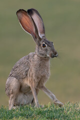 Antelope Jackrabbit © John Wright