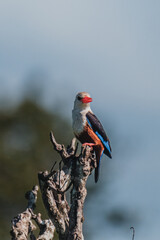 Grey-headed kingfisher perched on a thorny branch, Masai Mara