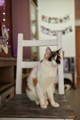 Beautiful cat in living room at home