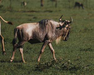 Solitary wildebeest walking across the Masai Mara grasslands
