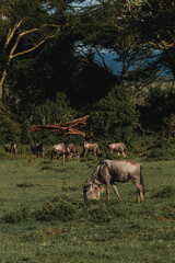 Herd of wildebeest grazing in Masai Mara, Kenya
