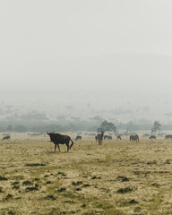 Alert wildebeest stands in the lush Masai Mara, Kenya
