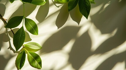 Bright background with green leaves and shadow of plants