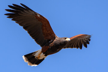 Harris HawkFlight   