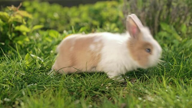 Cute little baby rabbit on green grass lawn. Easter bunny symbol. Spring fluffy domestic pet.