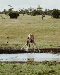 Giraffe bending to drink, Ol Pejeta Conservancy, Kenya