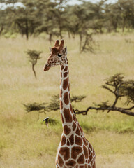 Giraffe surveying the landscape in Ol Pejeta Conservancy, Kenya