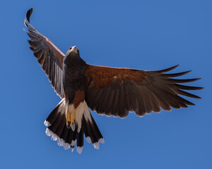 Harris's Hawk In-Flight