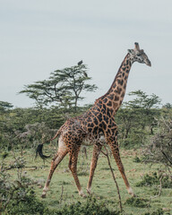 Giraffe grazing in the serene Ol Pejeta Conservancy