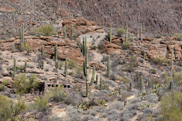 Saguaros At Gates Pass