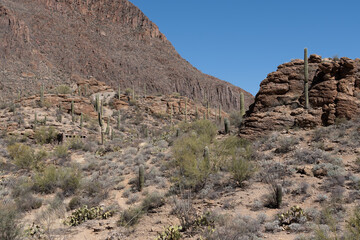 Saguaros At Gates Pass