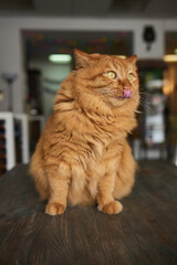 Beautiful cat in living room at home