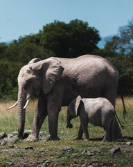 Mother elephant and calf stride through Ol Pejeta, Kenya