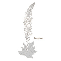 Foxglove plant with flowers and buds isolated on a white background. © mervin07