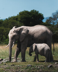 Fototapeta na wymiar Mother elephant and calf stride through Ol Pejeta, Kenya