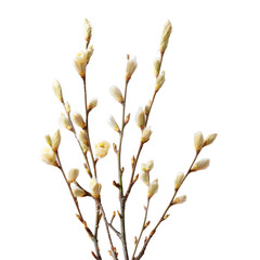 A young willow bush in full bloom with soft spring buds set against a transparent background showcases its delicate pussy willows