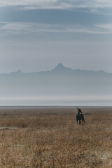 Eland stands before the grand silhouette of Mount Kenya