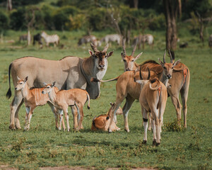 Naklejka na ściany i meble Family of elands with resting calves on the African savannah