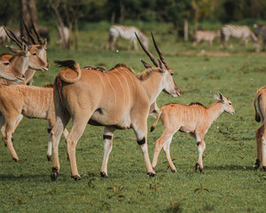 Naklejka na ściany i meble Family of elands with resting calves on the African savannah