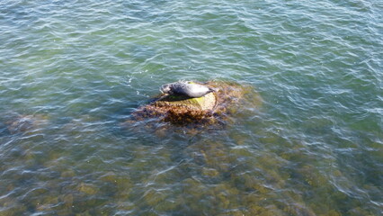 Seals