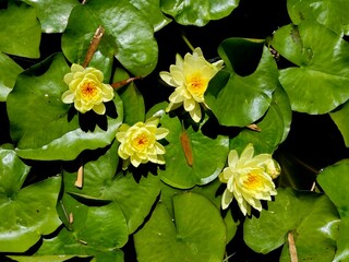 Cluster of lily pads (water lillies) in a Central Florida pond with Yellow flower blooms