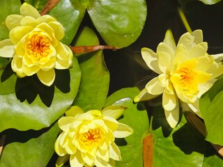 Three Yellow Water Lillies Growing from Lily pads in a Central Florida pond