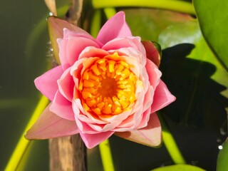 Closeup Top View of a Single Pink Water Lily Bloom in a Central Florida pond, Detailed View of Center of Florida and Layers of Petals
