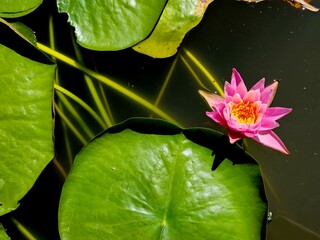 Single Pink Water Lily Bloom Growing around several Lily pads in a Central Florida pond