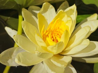 Closeup of Yellow Water Lily in a Central Florida pond, Flower in Bloom showing side view details of petal layers