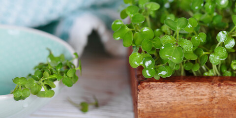 Macro photography of mustard microgreens, highlighting their vibrant greenery and antioxidant...
