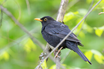 male common blacbird perched on branch - 793218621
