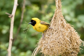 yellow bird in nest