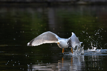 yellow legged gull taking flight - 793218885