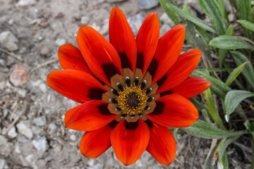 Red flower top view