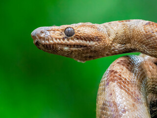Coachwhip snake close up portrait 