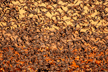 Hundreds of snow geese taking flight at sunrise