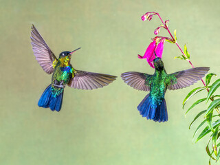 Fototapeta premium Hummingbirds feeding on flowers