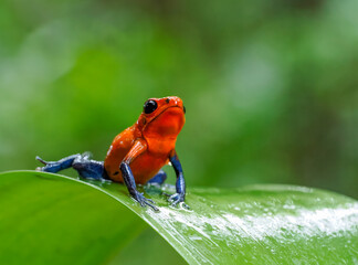 Red poison dart frog perched on green leaf in rain forest