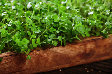 Fototapeta premium Macro photography of mustard microgreens, highlighting their vibrant greenery and antioxidant properties.