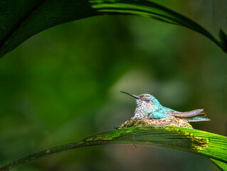 Fototapeta premium Female ruby-throated humming bird sitting on nest with beautiful light