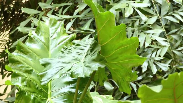 Alocasia macrorrhizos in arum family, Araceae