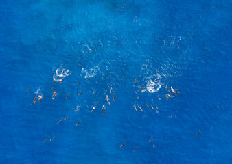 Aerial photo looking straight down at large pod of dolphins 