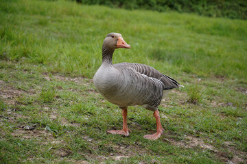 Naklejka na ściany i meble Greylag goose standing on grassy hill. country goose with orange beak. water bird portrait 
