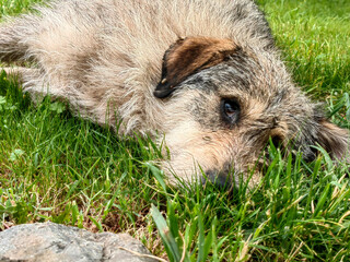 Stealthy Sentinel. Stray Dog's Cautious Gaze.